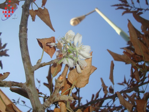 پاییز - درخت  زمستان - شکوفه -Autumn-Spring - Flowers - Tree - Mehrii Vahidi Azar -مهری وحیدی آذر